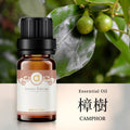【樟樹-Camphor】單方精油 愛創造Allietare