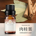 【肉桂葉-Cinnamon Leaf】單方精油 愛創造Allietare
